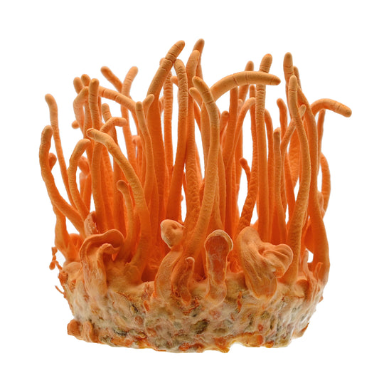 Hongo Cordyceps Gourmet cultivo líquido